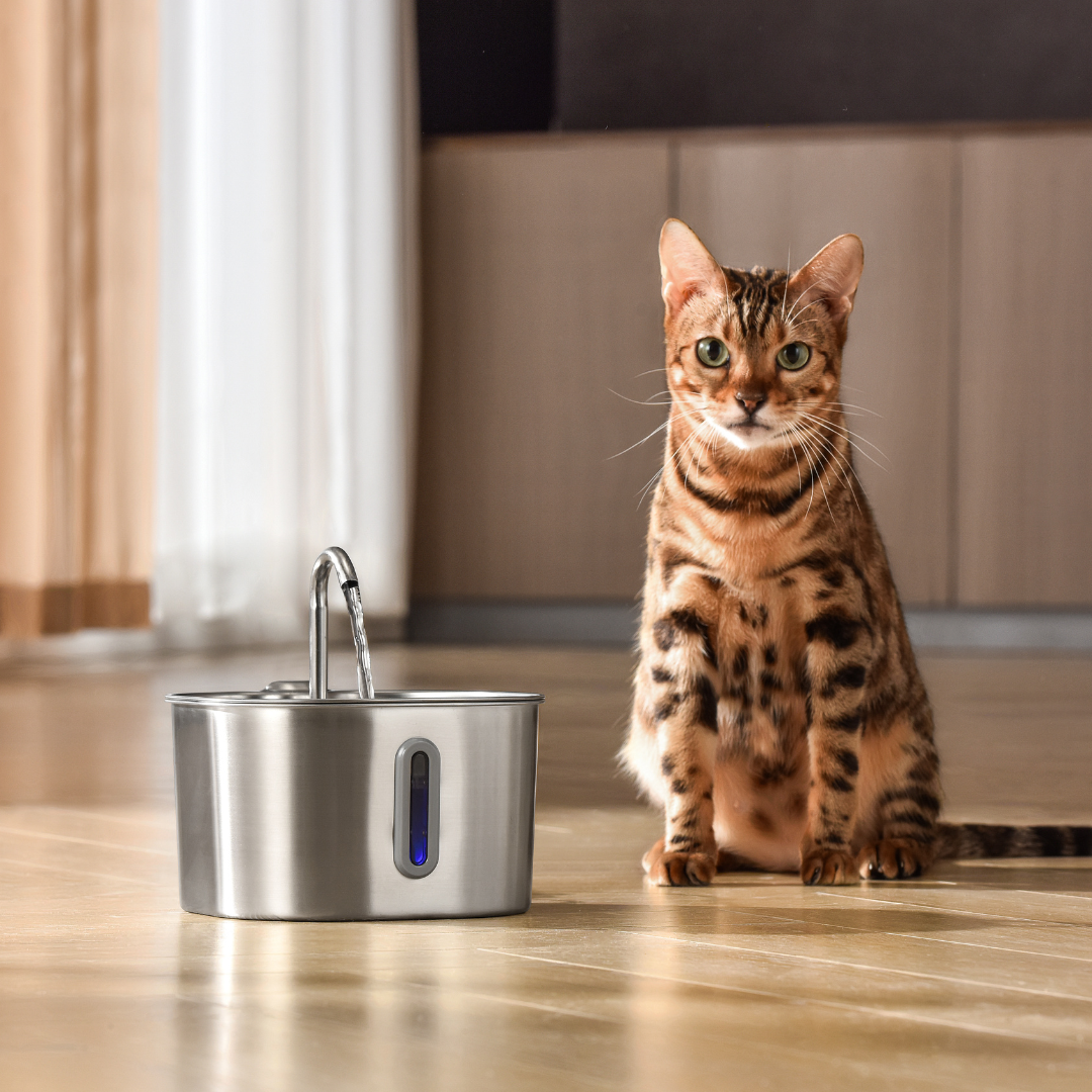 Kit Fontaine 2,2 L pour Chat – 2 Mois d'Utilisation