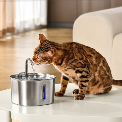 Kit Fontaine 2,2 L pour Chat – 2 Mois d'Utilisation