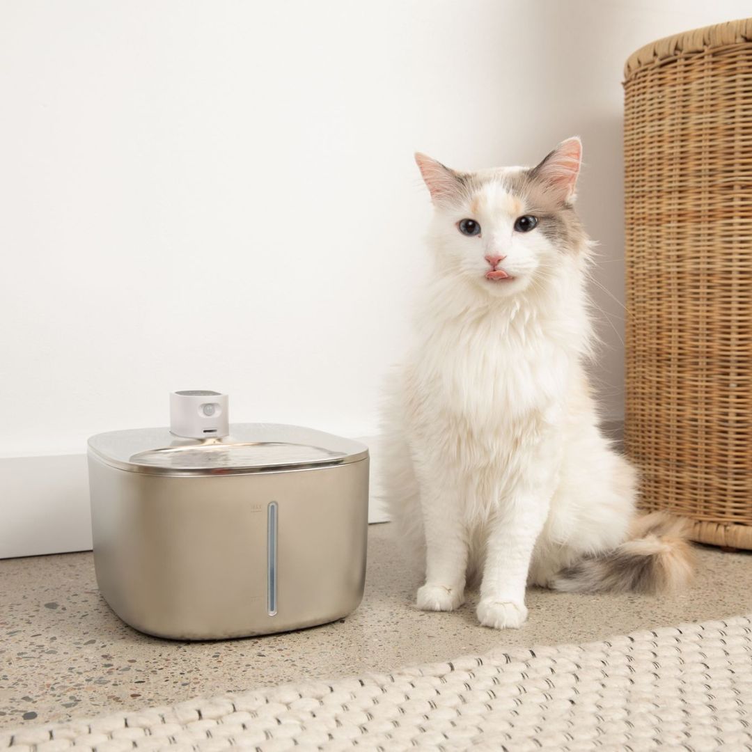 Fontaine à Eau Sans Fil pour Chat