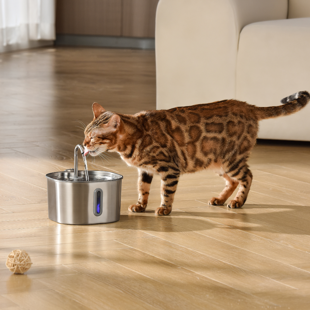 Kit Fontaine 2,2 L pour Chat – 2 Mois d'Utilisation