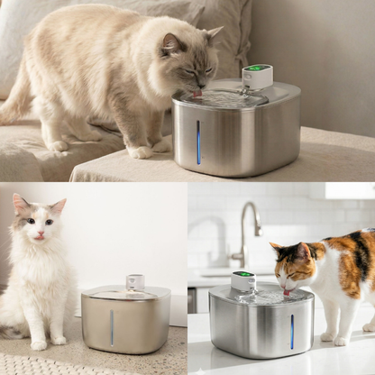Fontaine à Eau Sans Fil pour Chat